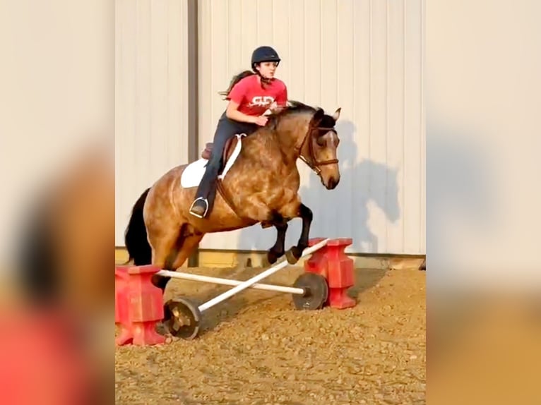 Quarter horse américain Jument 10 Ans 142 cm Buckskin in Robards, KY
