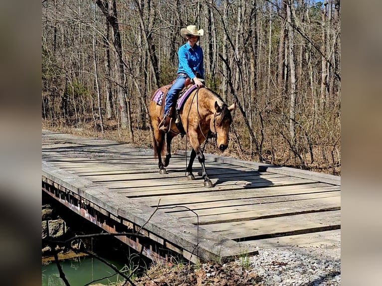 Quarter horse américain Jument 10 Ans 142 cm Buckskin in Robards, KY