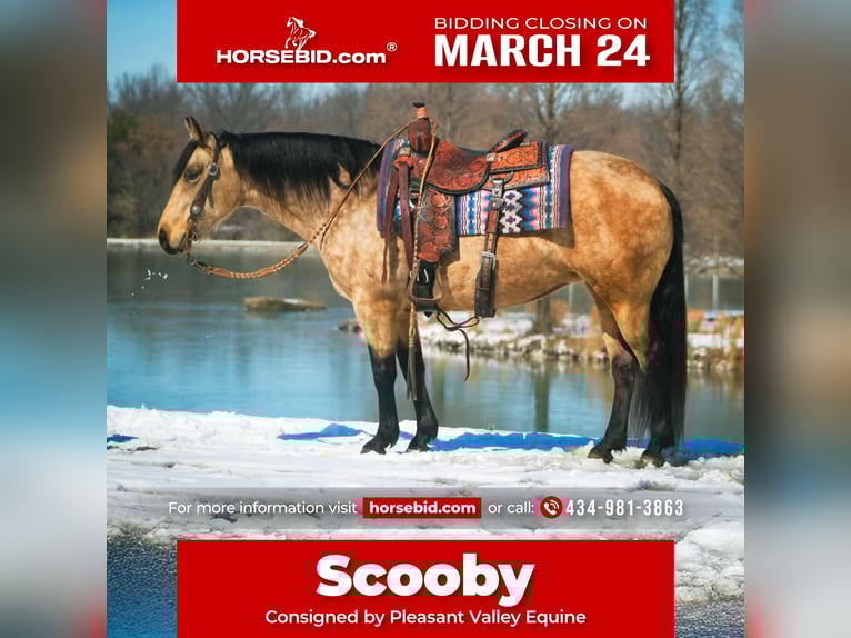 Quarter horse américain Jument 10 Ans 142 cm Buckskin in Robards, KY