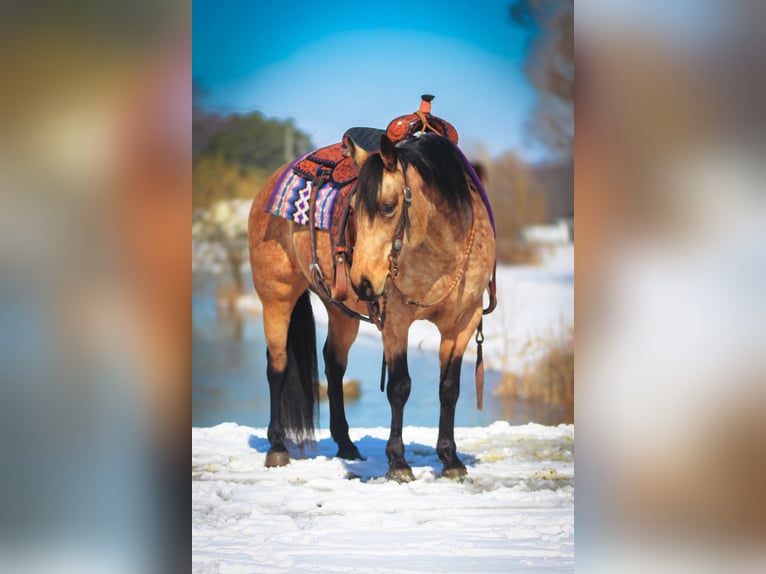 Quarter horse américain Jument 10 Ans 142 cm Buckskin in Robards, KY