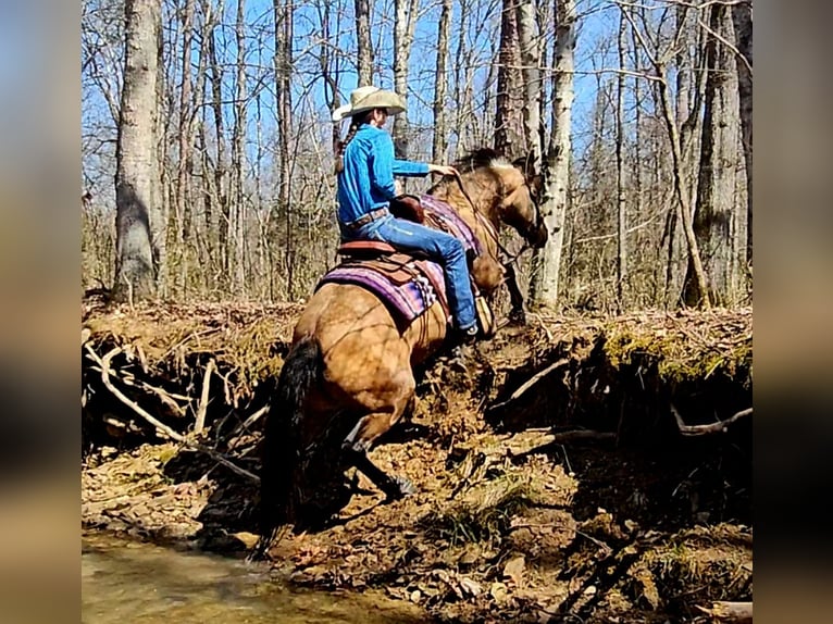 Quarter horse américain Jument 10 Ans 142 cm Buckskin in Robards, KY