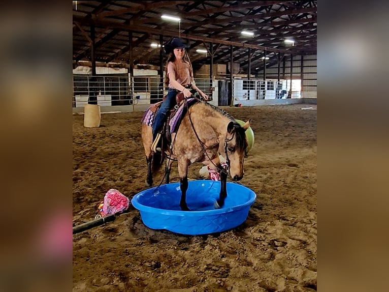 Quarter horse américain Jument 10 Ans 142 cm Buckskin in Robards, KY