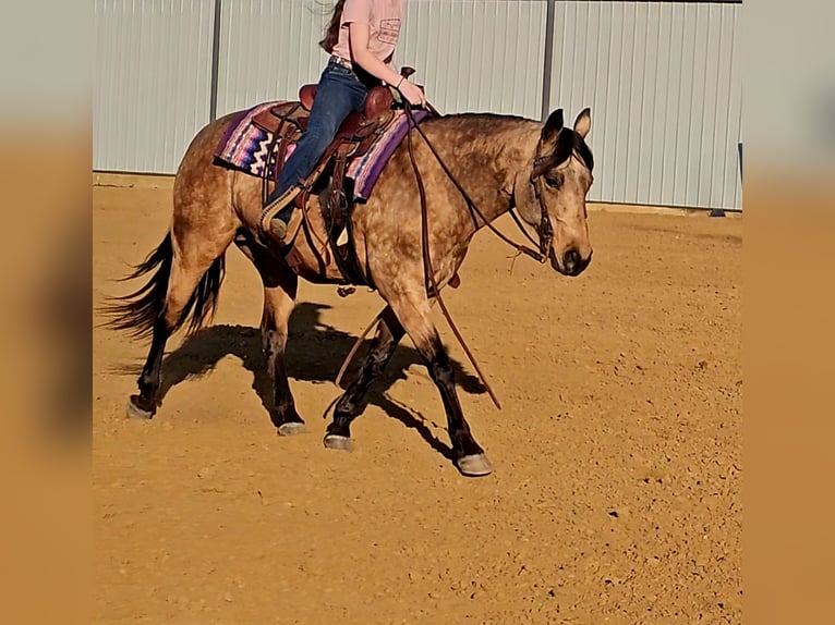 Quarter horse américain Jument 10 Ans 142 cm Buckskin in Robards, KY