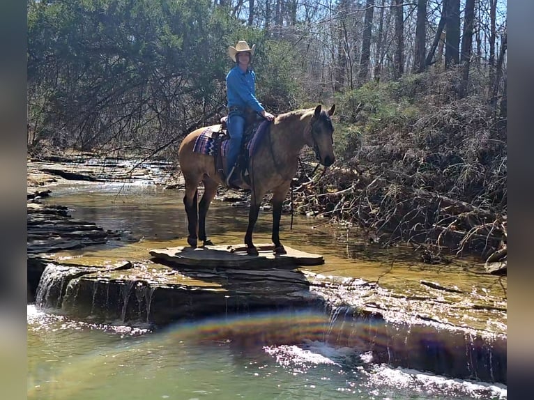 Quarter horse américain Jument 10 Ans 142 cm Buckskin in Robards, KY