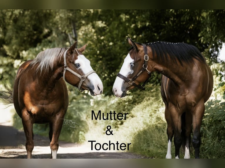 Quarter horse américain Jument 10 Ans 144 cm Alezan in Ulrichstein