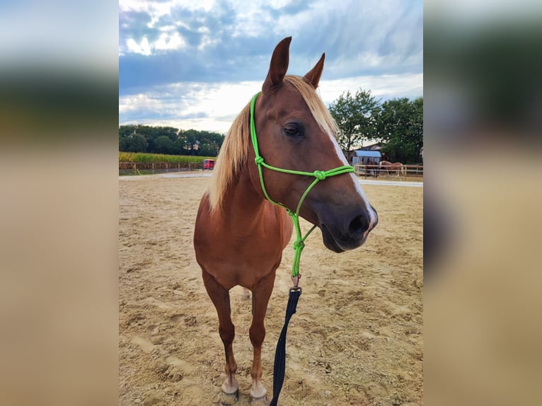 Quarter horse américain Jument 10 Ans 145 cm Alezan brûlé in Debstedt
