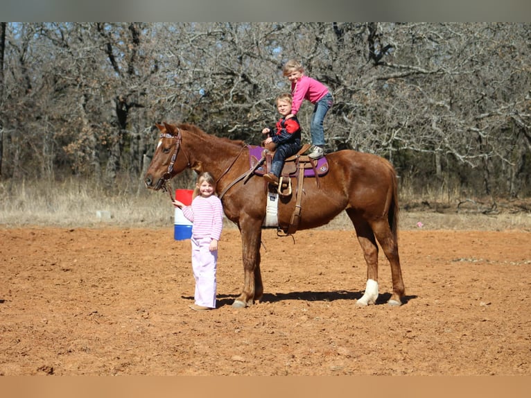 Quarter horse américain Jument 10 Ans 147 cm Alezan cuivré in Poolville