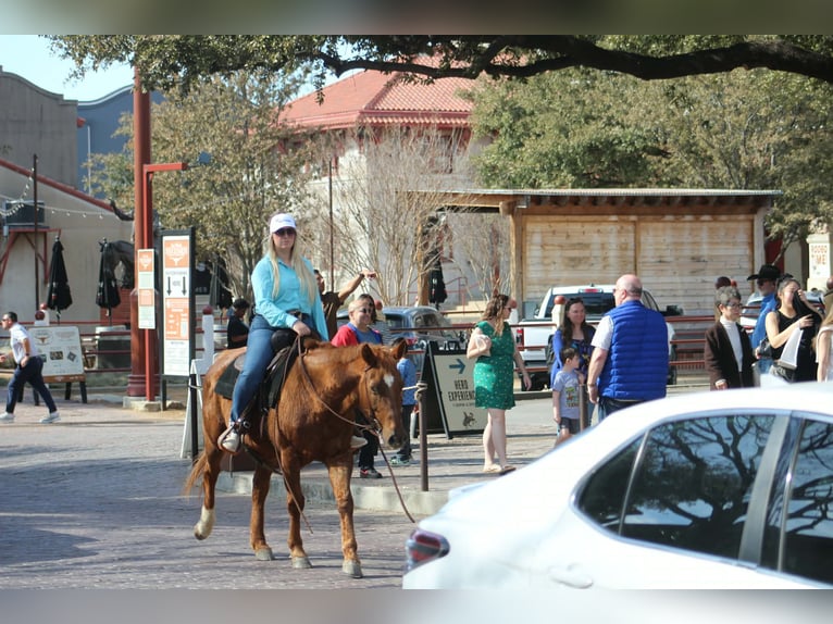Quarter horse américain Jument 10 Ans 147 cm Alezan cuivré in Poolville