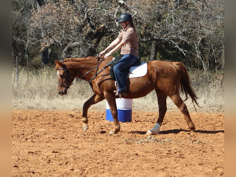 Quarter horse américain Jument 10 Ans 147 cm Alezan cuivré in Poolville