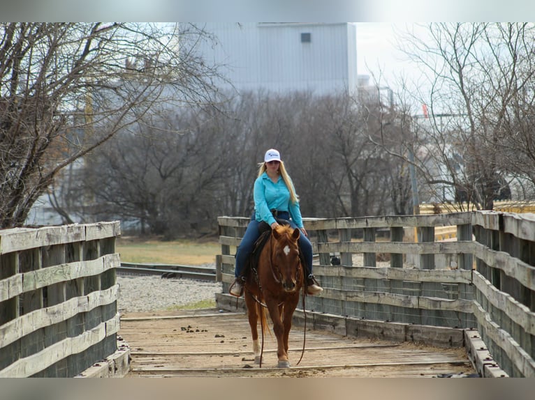 Quarter horse américain Jument 10 Ans 147 cm Alezan cuivré in Poolville