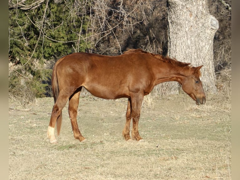 Quarter horse américain Jument 10 Ans 147 cm Alezan cuivré in Poolville