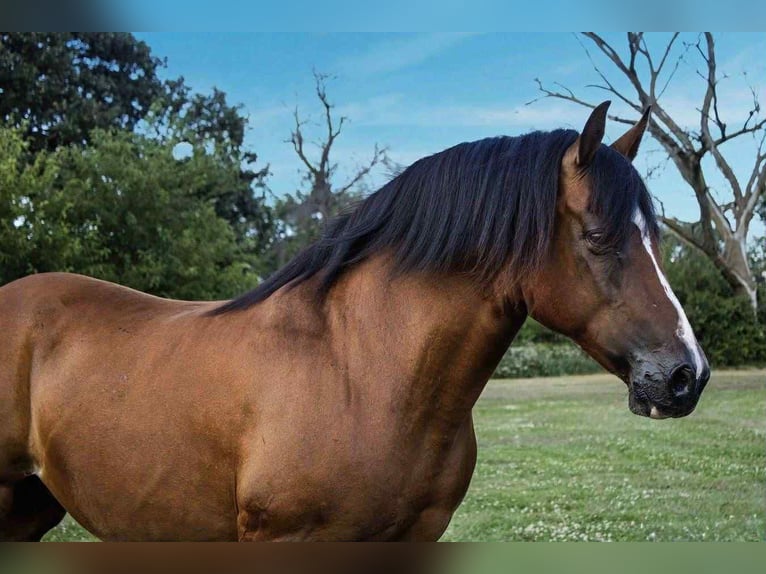 Quarter horse américain Jument 10 Ans 147 cm Bai cerise in Conifer CO