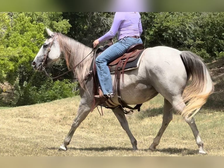 Quarter horse américain Jument 10 Ans 147 cm Gris in Weatherford Tx