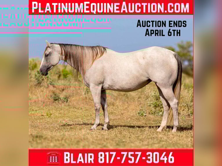 Quarter horse américain Jument 10 Ans 147 cm Gris in Weatherford Tx