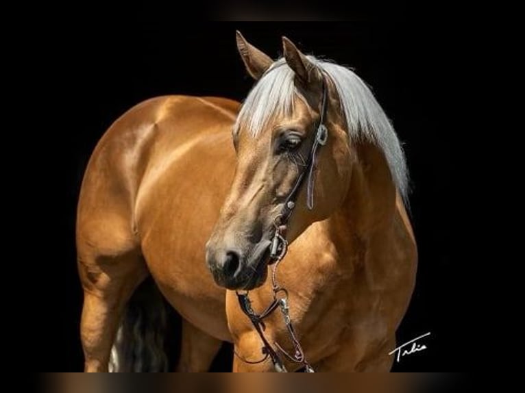 Quarter horse américain Jument 10 Ans 147 cm Palomino in Scottsdale AZ