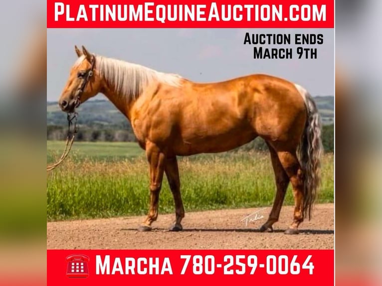 Quarter horse américain Jument 10 Ans 147 cm Palomino in Scottsdale AZ