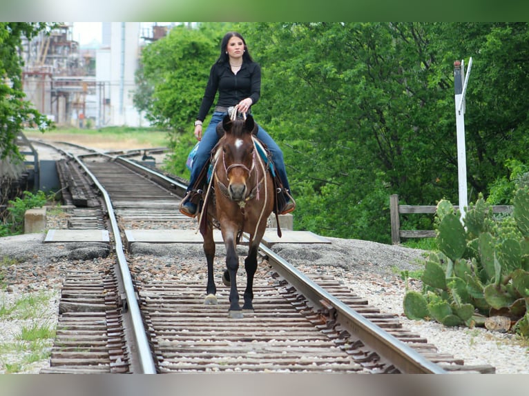 Quarter horse américain Jument 10 Ans 147 cm Roan-Bay in Poolville