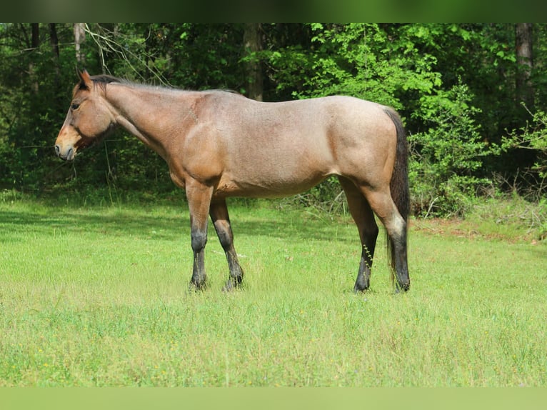 Quarter horse américain Jument 10 Ans 147 cm Roan-Bay in Poolville