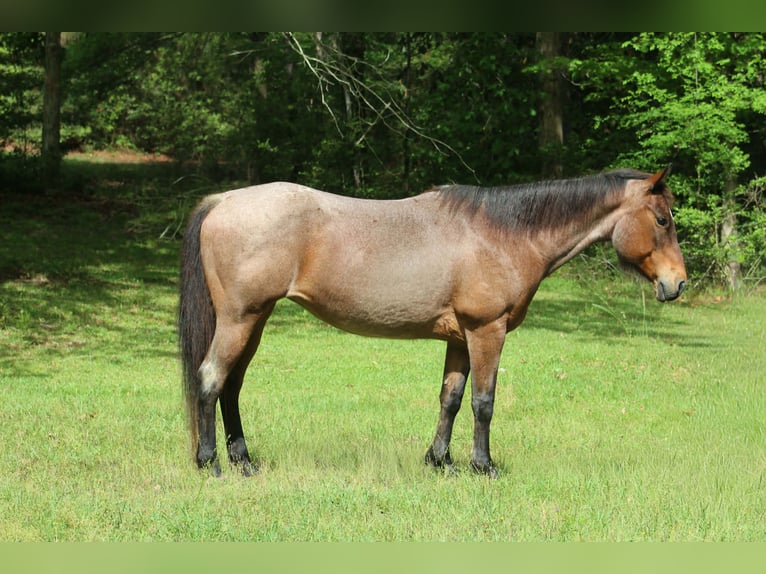 Quarter horse américain Jument 10 Ans 147 cm Roan-Bay in Poolville