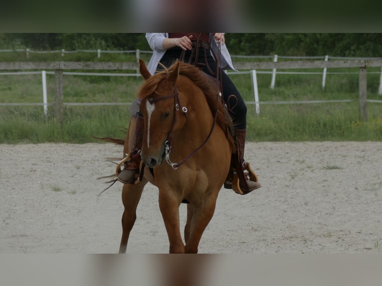 Quarter horse américain Jument 10 Ans 148 cm Alezan dun in Aurich