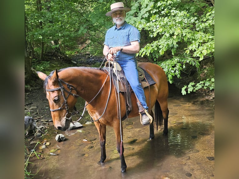 Quarter horse américain Jument 10 Ans 148 cm Bai in Müglitztal