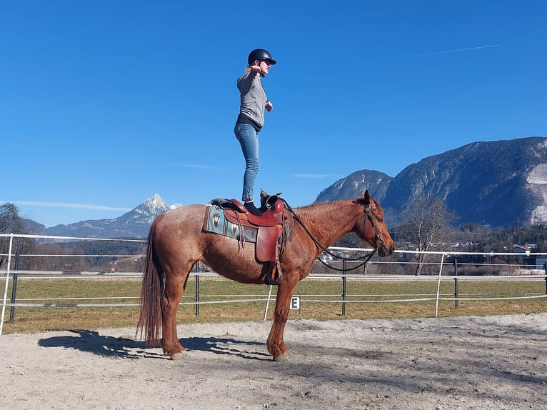 Quarter horse américain Jument 10 Ans 148 cm Rouan Rouge in Kirchbichl