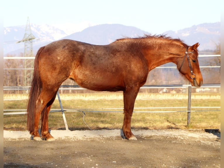 Quarter horse américain Jument 10 Ans 148 cm Rouan Rouge in Kirchbichl