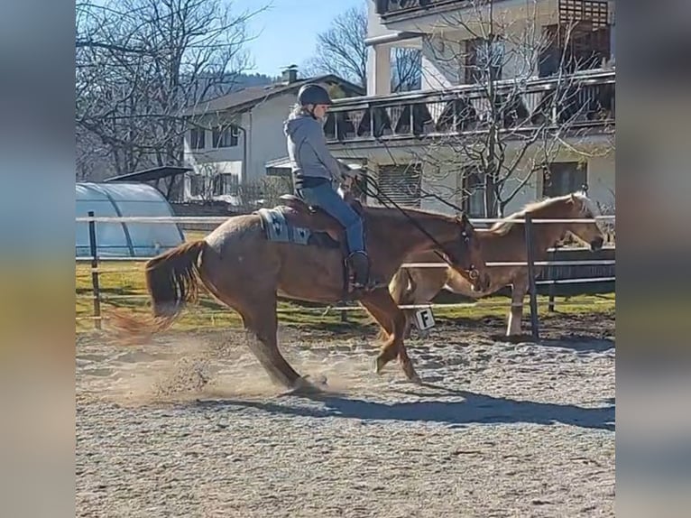 Quarter horse américain Jument 10 Ans 148 cm Rouan Rouge in Kirchbichl