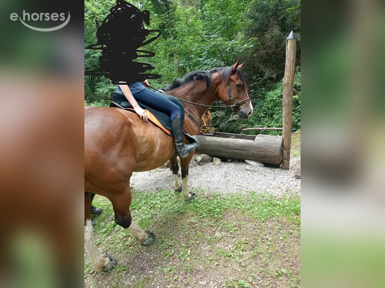 Quarter horse américain Jument 10 Ans 148 cm Tobiano-toutes couleurs in Aspach-Michelbach