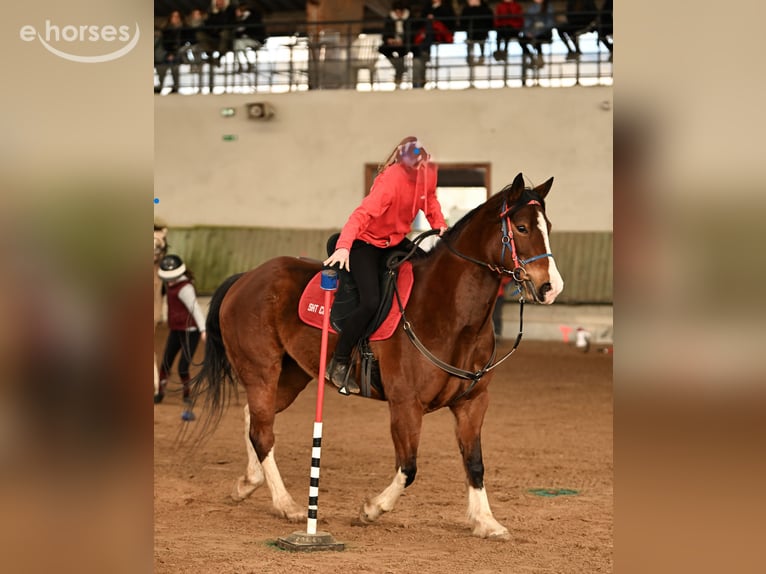 Quarter horse américain Jument 10 Ans 148 cm Tobiano-toutes couleurs in Aspach-Michelbach