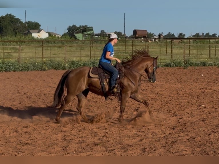 Quarter horse américain Jument 10 Ans 150 cm Alezan brûlé in Elk City OK