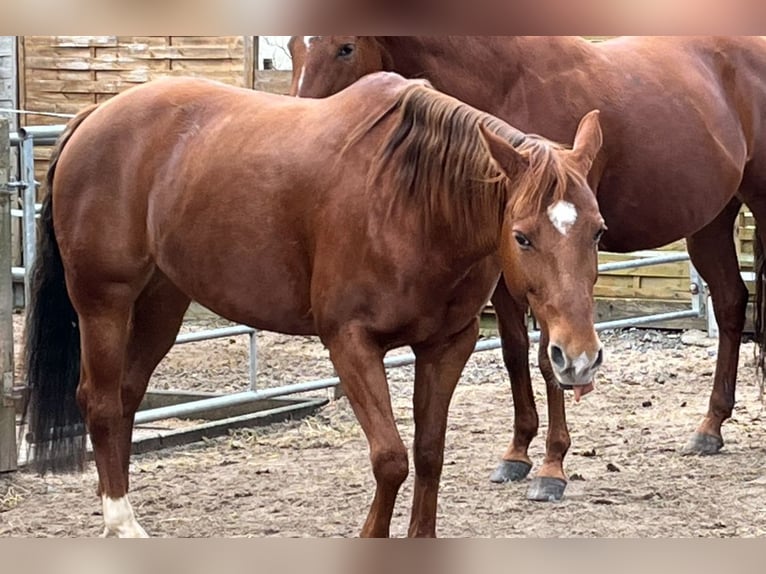 Quarter horse américain Jument 10 Ans 150 cm Alezan in Markt Bibart