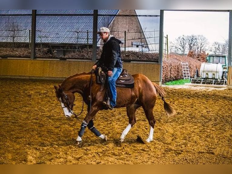 Quarter horse américain Jument 10 Ans 150 cm Alezan in Grote-Brogel