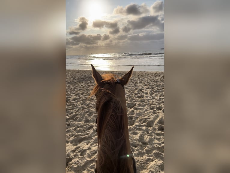 Quarter horse américain Jument 10 Ans 150 cm Alezan dun in Wilgartswiesen