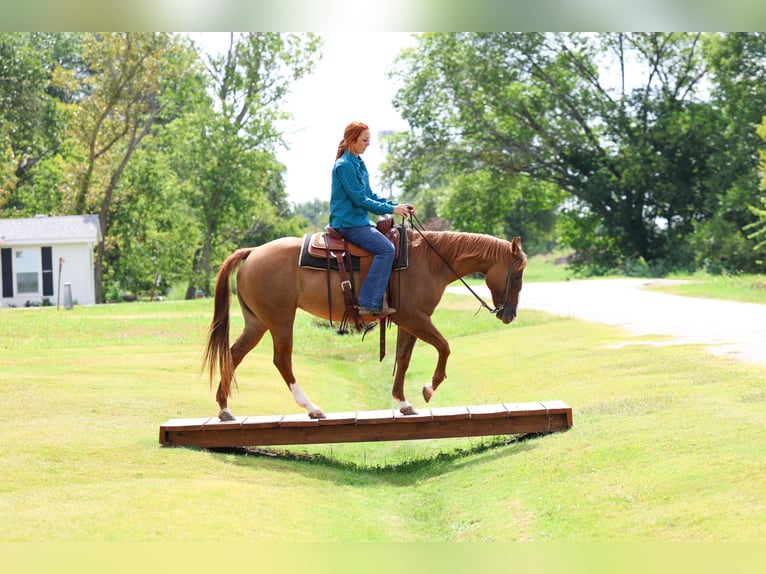 Quarter horse américain Jument 10 Ans 150 cm Alezan dun in Forney