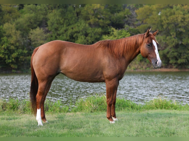 Quarter horse américain Jument 10 Ans 150 cm Alezan dun in Forney