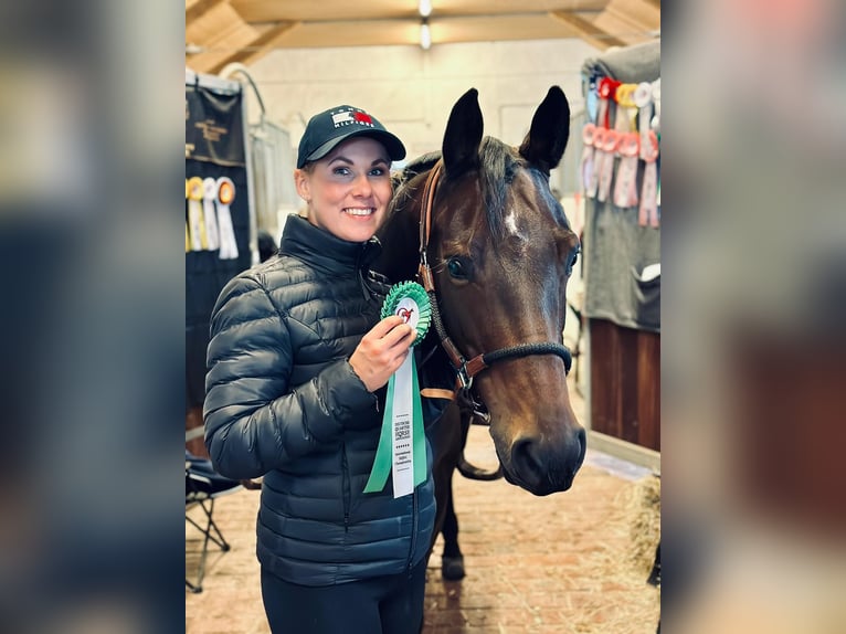 Quarter horse américain Jument 10 Ans 150 cm Bai in Oelde