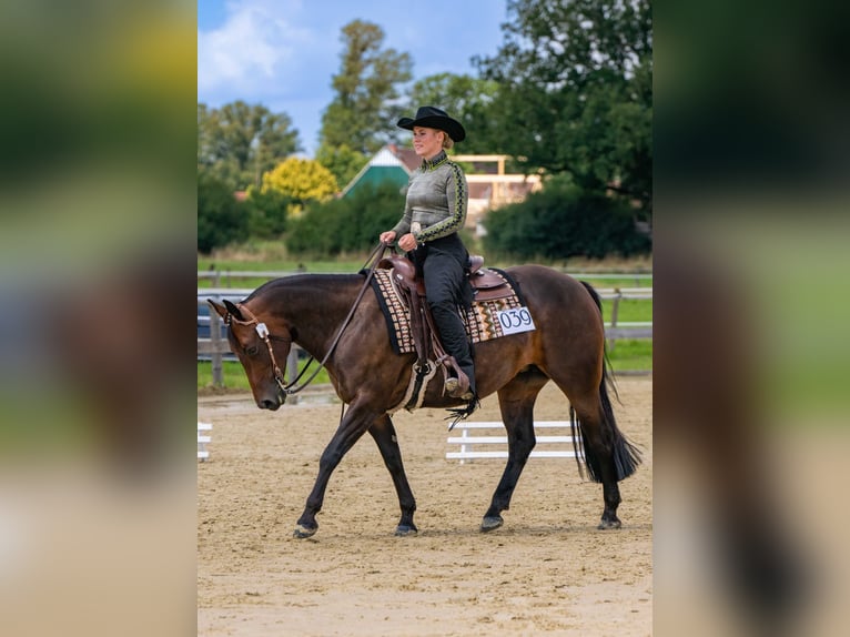 Quarter horse américain Jument 10 Ans 150 cm Bai in Oelde