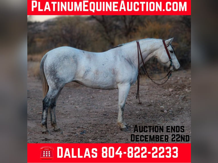 Quarter horse américain Jument 10 Ans 150 cm Gris in Camp Verde AZ