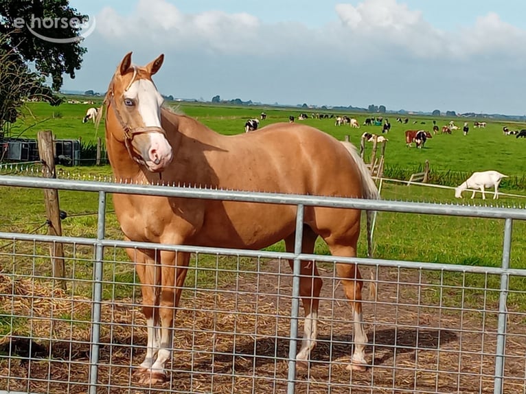 Quarter horse américain Jument 10 Ans 150 cm Palomino in Eesterga