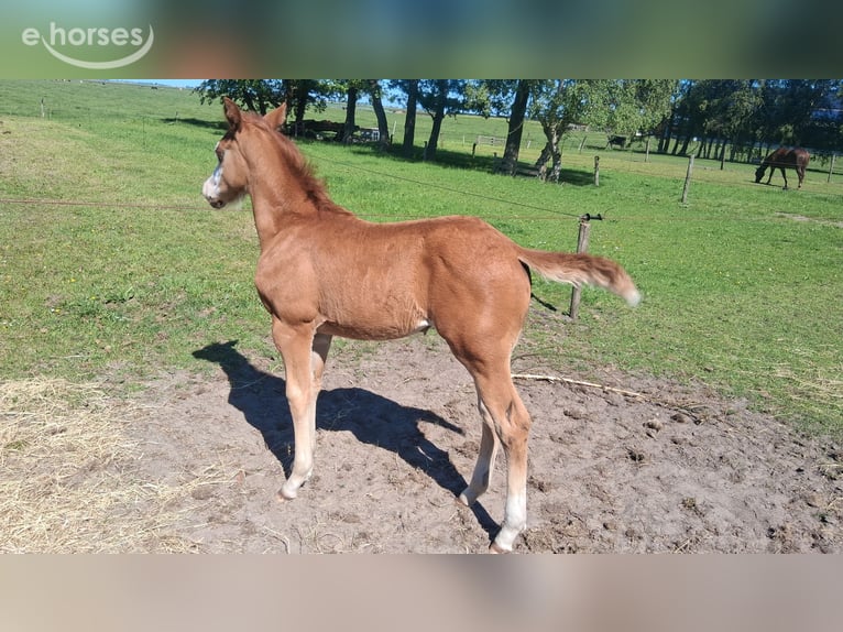 Quarter horse américain Jument 10 Ans 150 cm Palomino in Eesterga