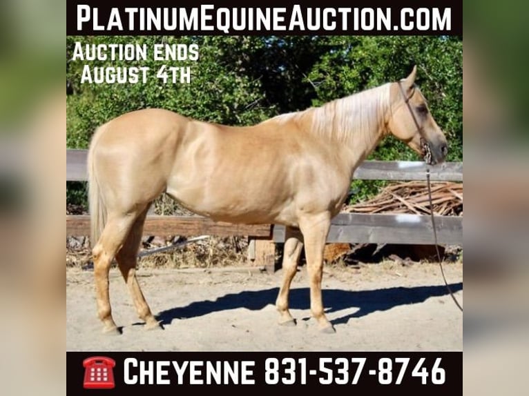 Quarter horse américain Jument 10 Ans 150 cm Palomino in Bitterwater CA