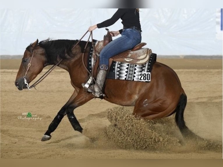 Quarter horse américain Jument 10 Ans 150 cm  in Speinshart