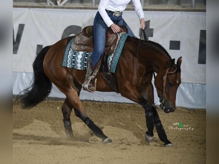 Quarter horse américain Jument 10 Ans 150 cm  in Speinshart