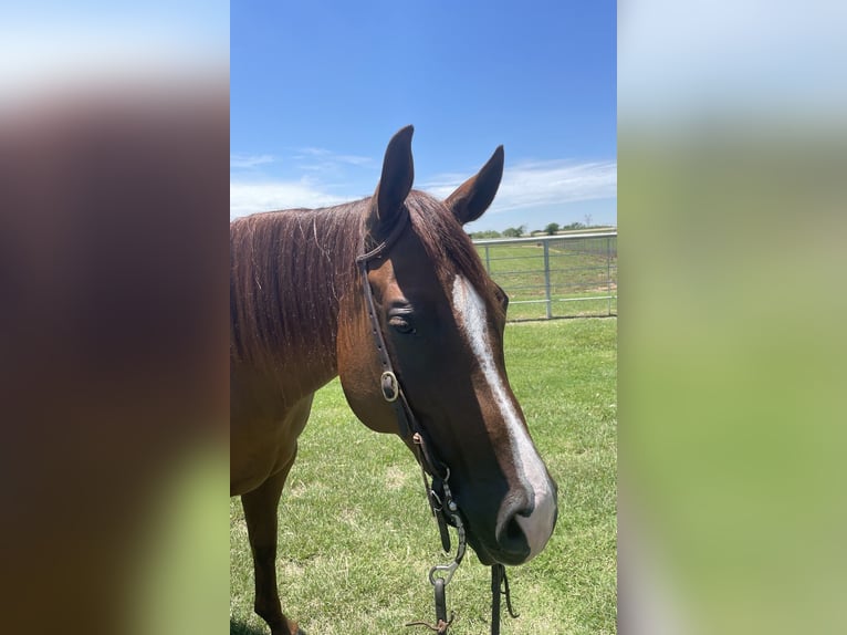 Quarter horse américain Jument 10 Ans 152 cm Alezan brûlé in Burleson