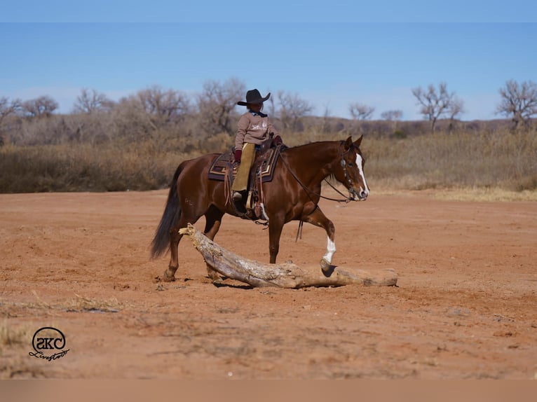 Quarter horse américain Jument 10 Ans 152 cm Alezan cuivré in Canyon
