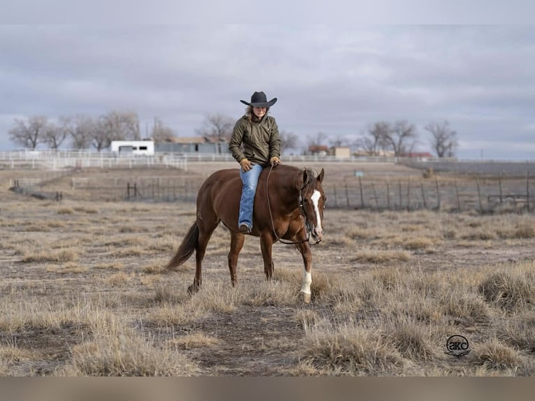 Quarter horse américain Jument 10 Ans 152 cm Alezan cuivré in Canyon