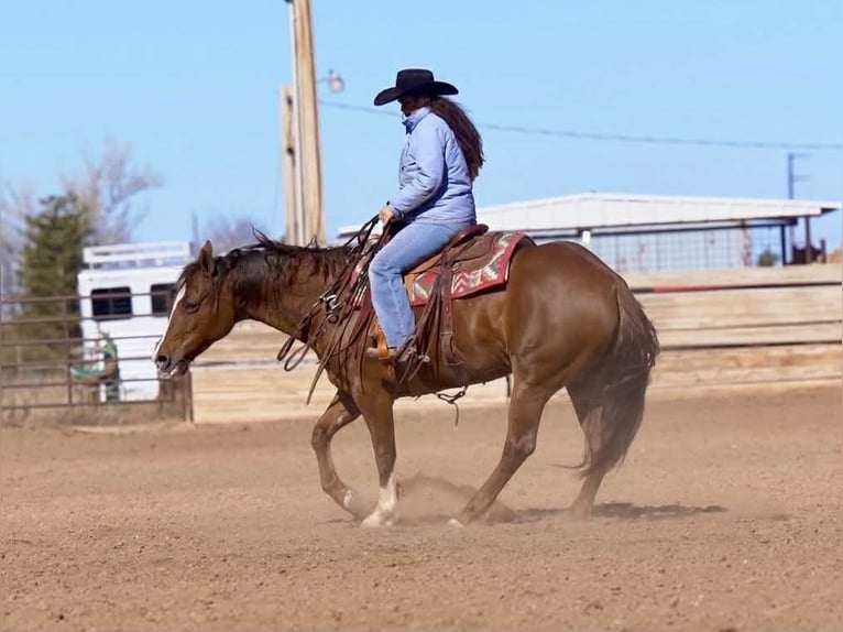 Quarter horse américain Jument 10 Ans 152 cm Alezan cuivré in Canyon