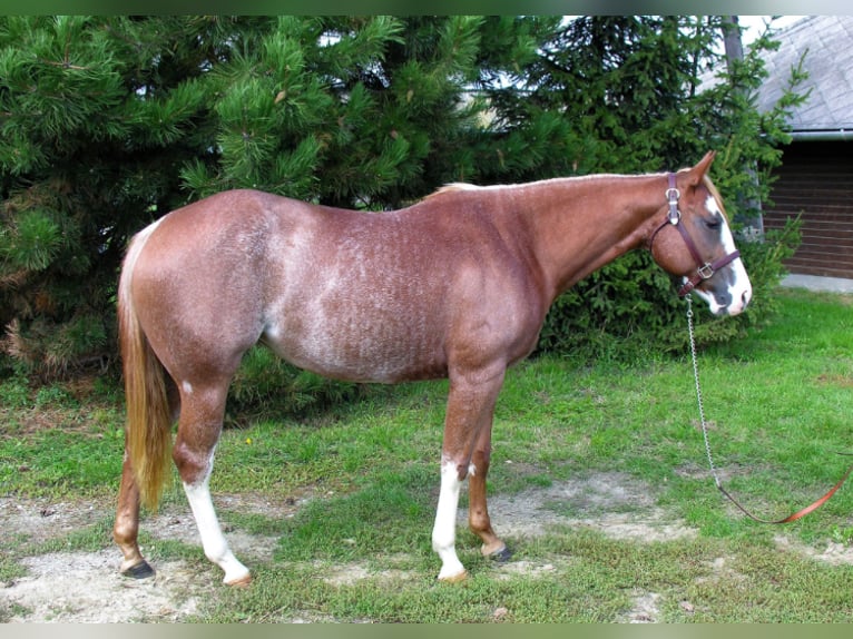 Quarter horse américain Jument 10 Ans 152 cm Alezan in Sax