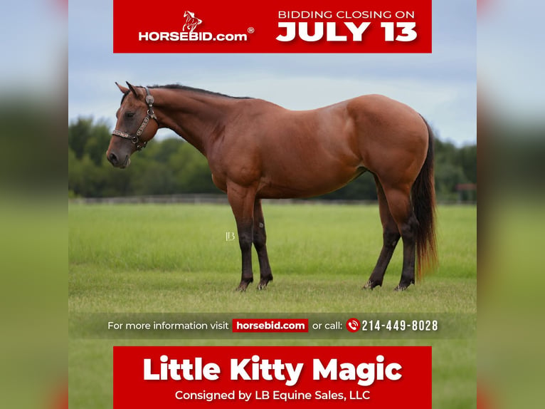 Quarter horse américain Jument 10 Ans 152 cm Bai cerise in Terrell